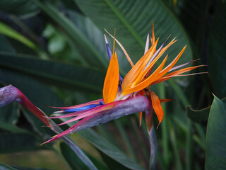 Fototapeta na wymiar Bird of Paradise Flower Close Up