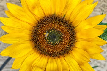 Obraz premium sunflower close up