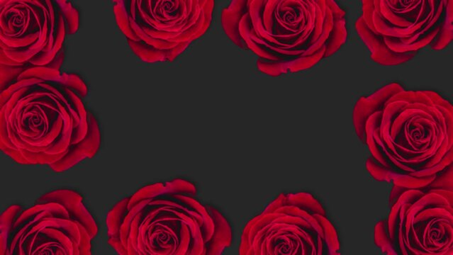 Red rose flower background with stop motion effect. Seamless loop video