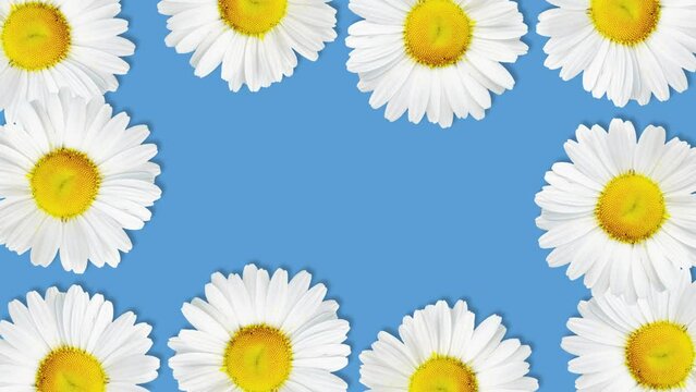 Daisy flower background with stop motion effect. Seamless loop video