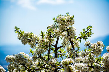 Branches of a blooming almond tree in early spring on the blue sky background
