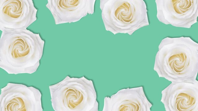White rose flower background with stop motion effect. Seamless loop video