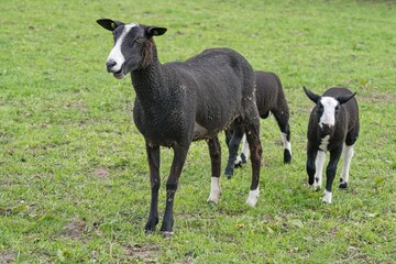 Schwarzweißes Mutterschaf mit Lamm