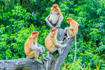 proboscis monkey or nasalis larvatus