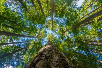 Looking up through the trees 