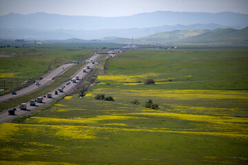 Interstate 5 and Wildflowers