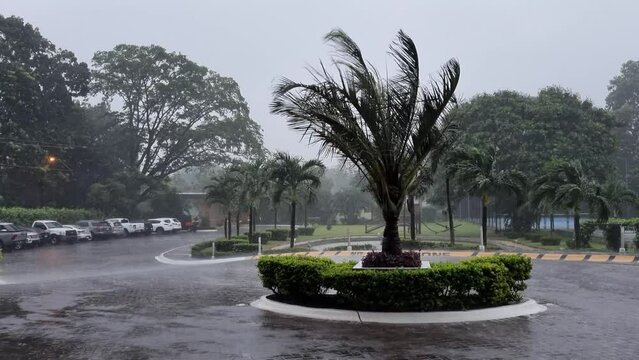Una fuerte tormenta sacude los arboles