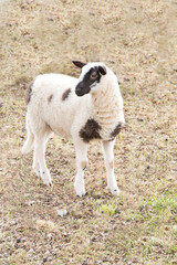 Obraz premium weißschwarzes Lamm neugierig