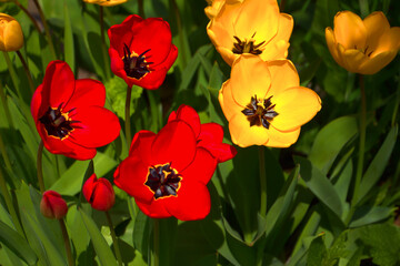 Obraz premium Gelbe und rote Tulpen im Beet