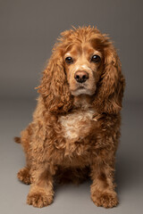Studio portrait of an adorable cocker spaniel dog sitting and looking at the camera. He has orange brown fur and is 6 years old. The background is grey.