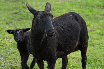 Fototapeta premium Schwarzes Mutterschaf mit Lamm