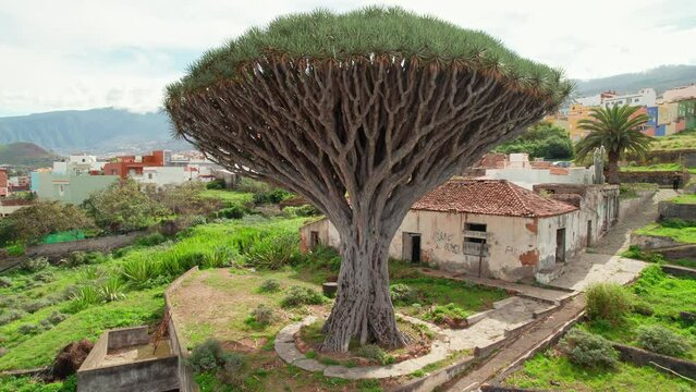 Aerial view of an old Dragon Tree and abandoned house in Tenerife, Spain