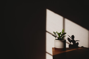 Plant Silhouette 