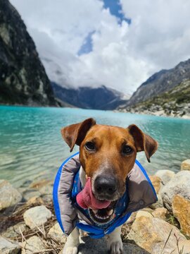 dog in the mountains near Paron Lake in Huaraz - Per&uacute;