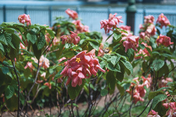 Pink flowers in the sun