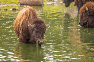 Bison are large bovines in the genus Bison within the tribe Bovini. 