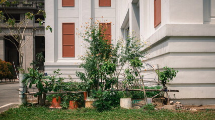 Fototapeta na wymiar plants in the city in Ho Chi Minh City in Vietnam 