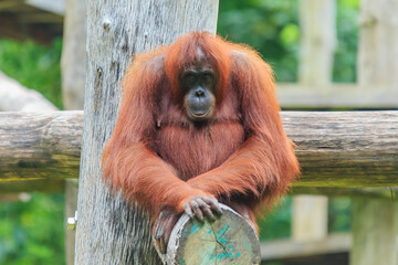 orangutans or pongo pygmaeus is the only asian great found on the island of Borneo and Sumatra © Yusnizam Yusof