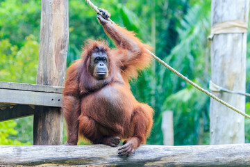Naklejka premium orangutans or pongo pygmaeus is the only asian great found on the island of Borneo and Sumatra
