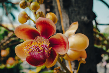yellow exotic flower in Vietnam 