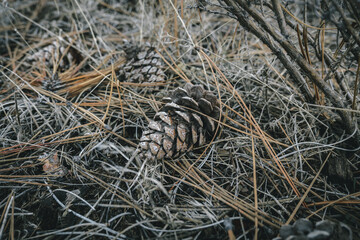 pinecone in the desert in central Oregon 