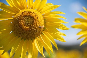 Naklejka premium Sunflowers