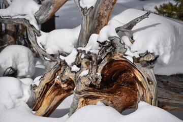 Petrified Wood in Snow