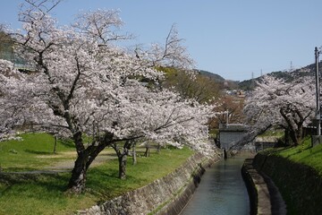 Fototapeta na wymiar 京都　山科疎水と桜