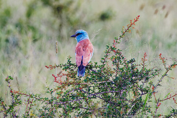 European roller, Africa, Kruger, wildlife, nature, birds
