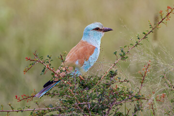 European roller, Africa, Kruger, wildlife, nature, birds
