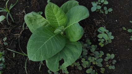 Green Tobacco plants in a farm field