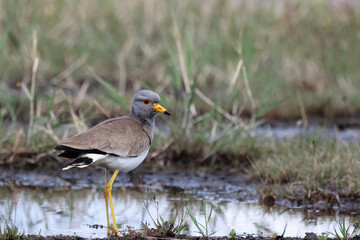 Grey-headed lapwing on field