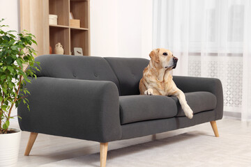 Cute fluffy Labrador Retriever laying on sofa at home. Space for text