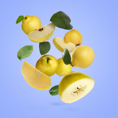 Fresh quinces with green leaves falling violet blue on background
