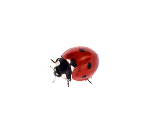 Top down view red ladybug crawling isolated cutout on transparent