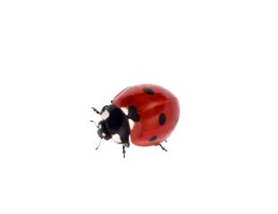 Fotobehang Top down view red ladybug crawling isolated cutout on transparent © Julia