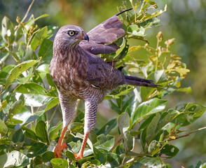 Juvenile Gabar Goshawk in Kruger Park South Africa