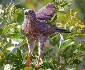 Juvenile Gabar Goshawk in Kruger Park South Africa