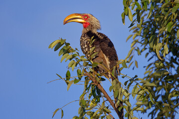 Southern red-billed hornbill in Kruger Park South Africa