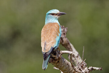 European Roller in Kruger Park South Africa