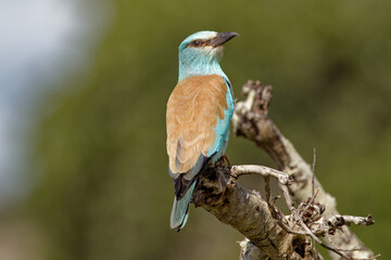 European Roller in Kruger Park South Africa
