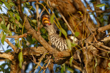 Southern red-billed hornbill in Kruger Park South Africa