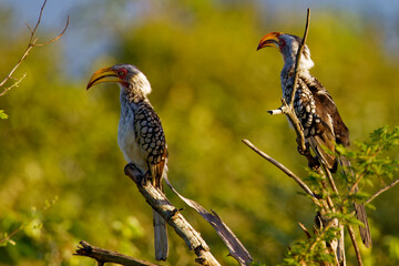 Southern red-billed hornbill in Kruger Park South Africa