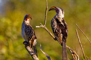 Southern red-billed hornbill in Kruger Park South Africa