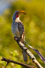 Southern red-billed hornbill in Kruger Park South Africa