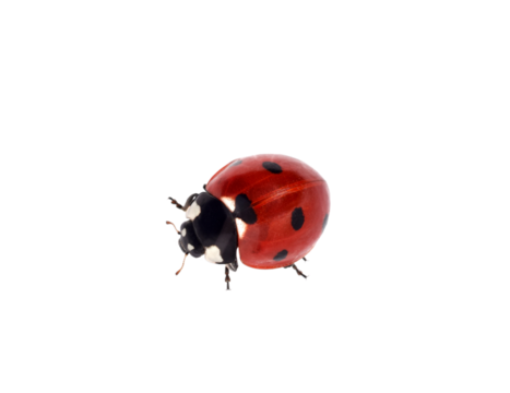 Top down view red ladybug crawling isolated cutout on transparent