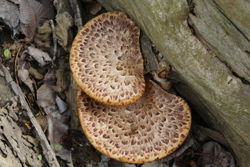 Pheasant's back mushrooms growing from a log at Algonquin Woods in Des Plaines, Illinois
