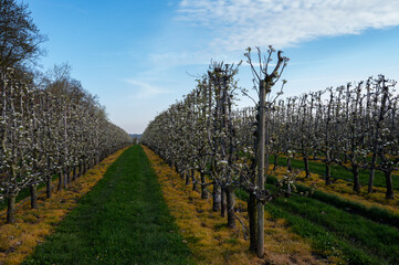 Fototapeta na wymiar Spring white blossom of pear fruit trees in orchard, Sint-Truiden, Haspengouw, Belgium