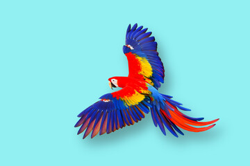 Colorful parrot flying against a blue background.