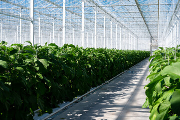 Dutch organic greenhouse farm with rows of eggplants plants with ripe violet vegetables and purple...
